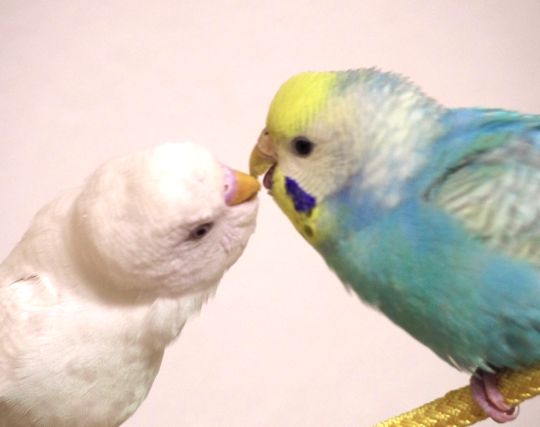 インコの結婚式の夢