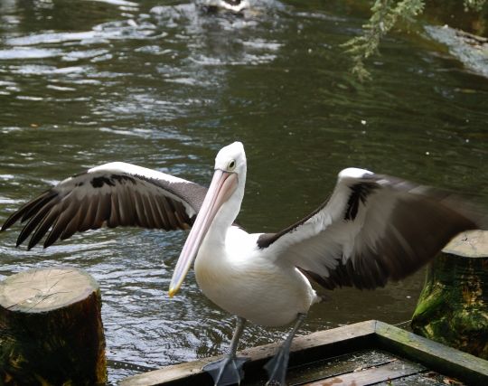 ペリカンを追いかける夢