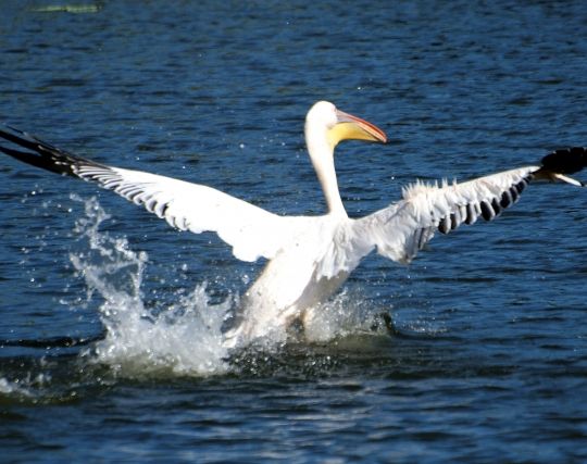 ペリカンが颯爽と飛び立つ夢