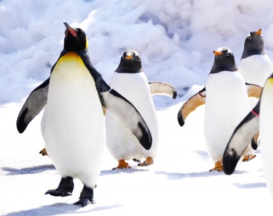 たくさんのペンギンの夢