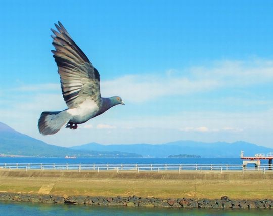 鳩が遅刻する夢