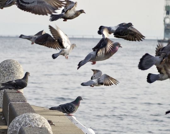 たくさんの鳩の夢