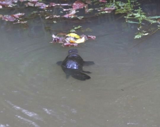 カモノハシに逃げられる夢