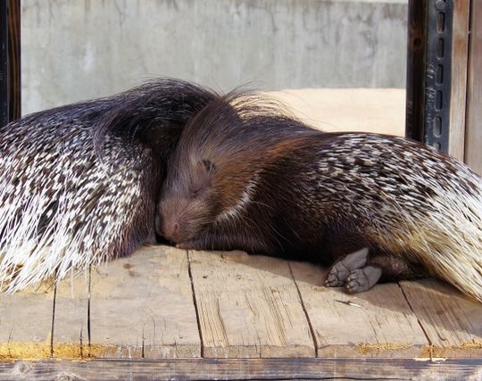 ヤマアラシが結婚する夢