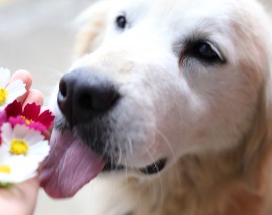 犬にプロポーズされる夢