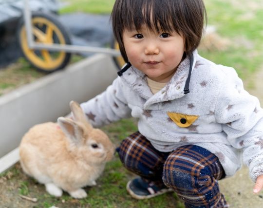 うさぎと戯れる夢