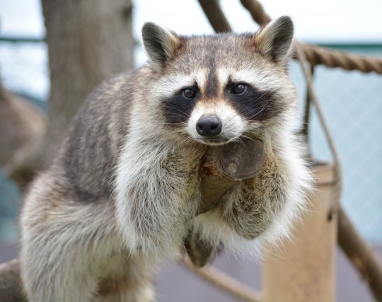 獰猛なアライグマを飼い慣らす夢