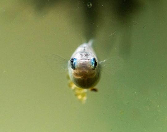 メダカに怒られる夢