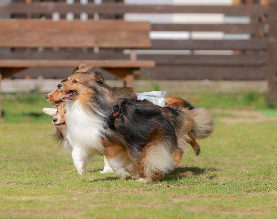 犬に逃げられる夢