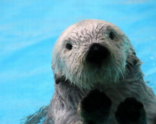 動物が現れて喜ぶ夢