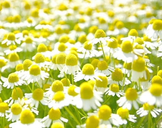 種から育った植物に花が咲く夢