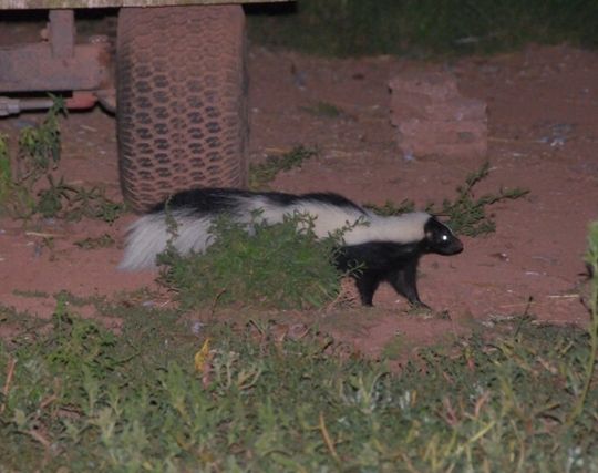 スカンクが現れて喜ぶ夢