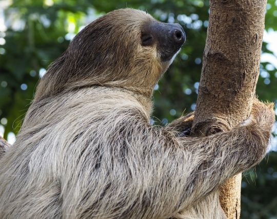 寂しそうなナマケモノの夢