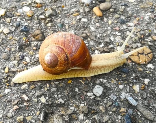 大きなカタツムリの夢