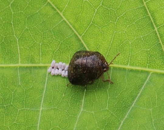 カメムシが産卵する夢