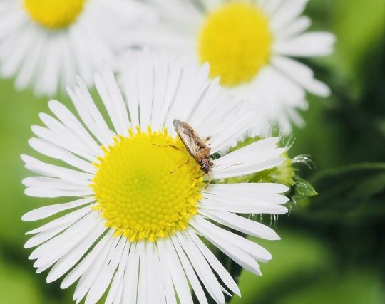 カメムシが花の蜜を吸う夢