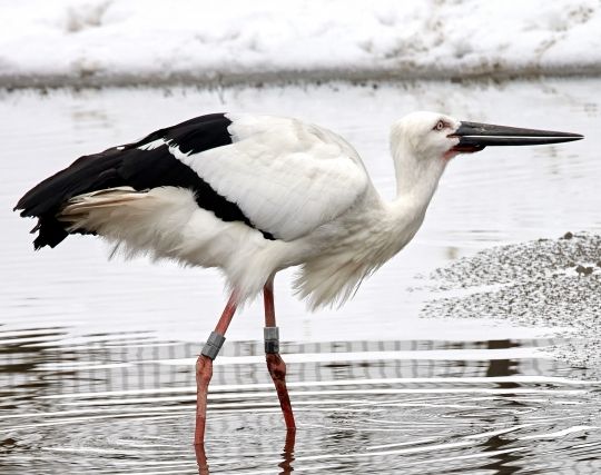 楽しそうなコウノトリの夢