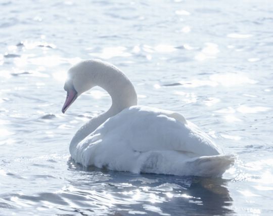 白鳥になる夢