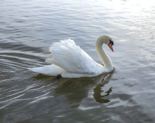 白鳥に逃げられる夢