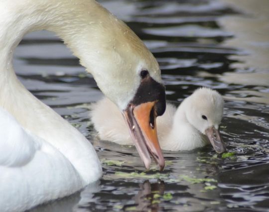 白鳥が出産する夢