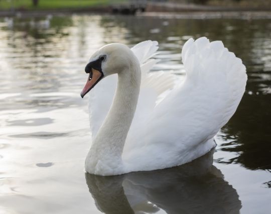 白鳥が現れて喜ぶ夢