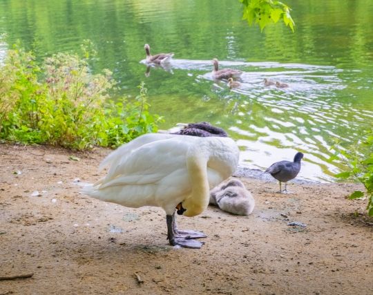 白鳥を飼う夢