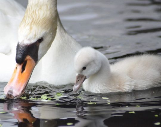 白鳥がキスする夢