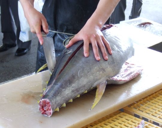 マグロをさばく夢