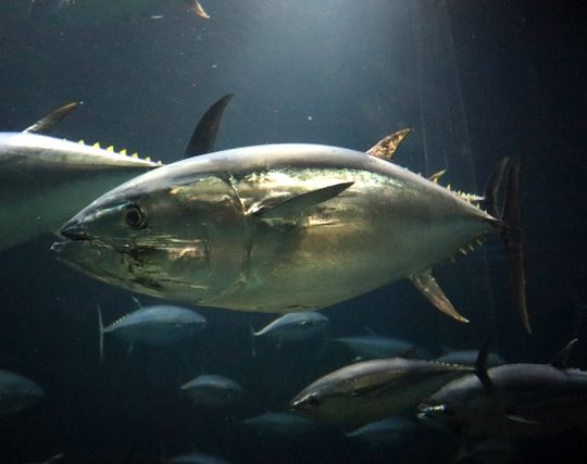 マグロに逃げられる夢