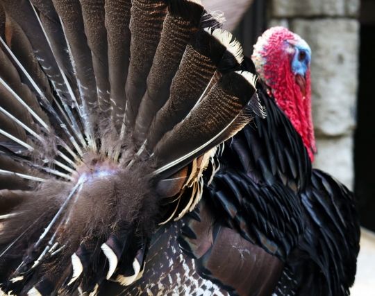 七面鳥が楽しい夢