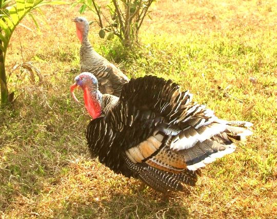 七面鳥の結婚式の夢