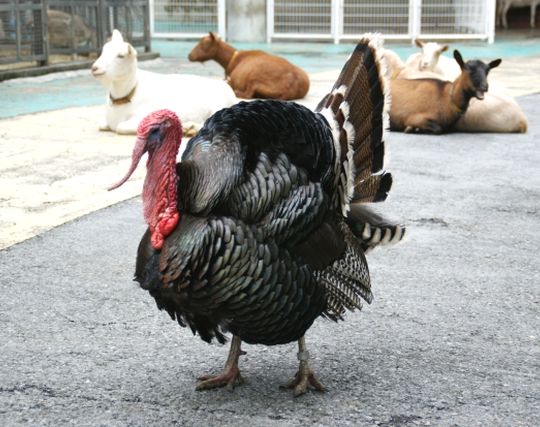 七面鳥が喧嘩する夢