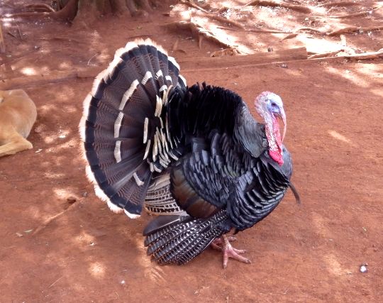 七面鳥に無視される夢