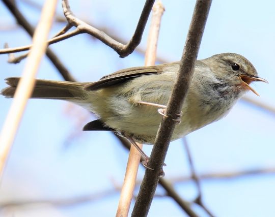 ウグイスに騙される夢