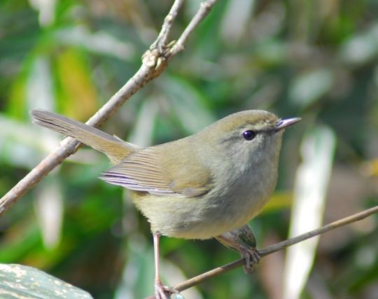 パステルカラーのウグイスの夢