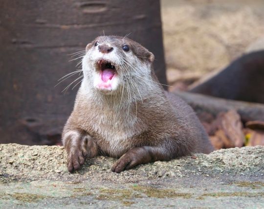 かわいいイタチの夢