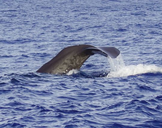 クジラに逃げられる夢