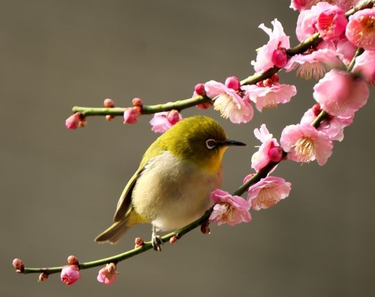 小鳥が現れて喜ぶ夢