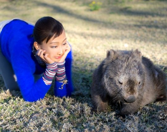 ウォンバットを観察する夢