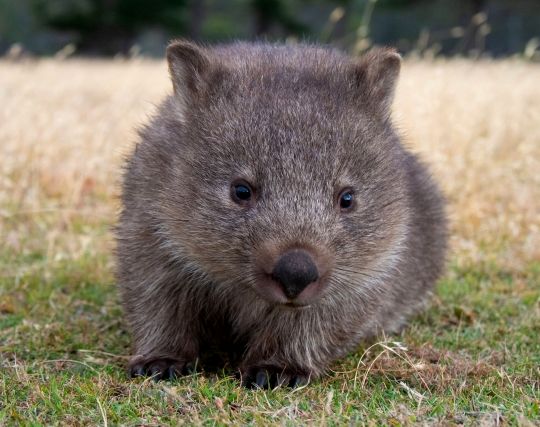 かわいいウォンバットの夢