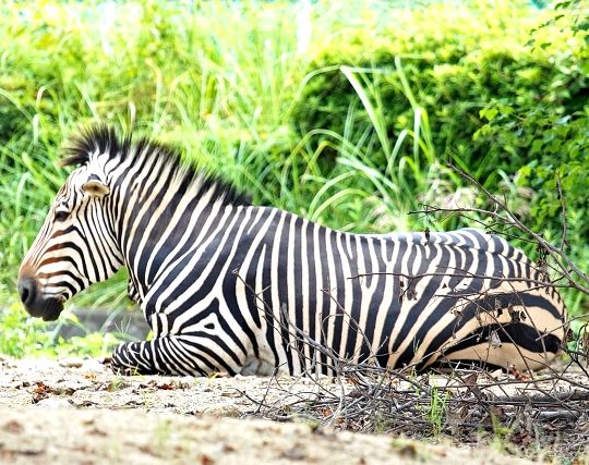 シマウマになる夢