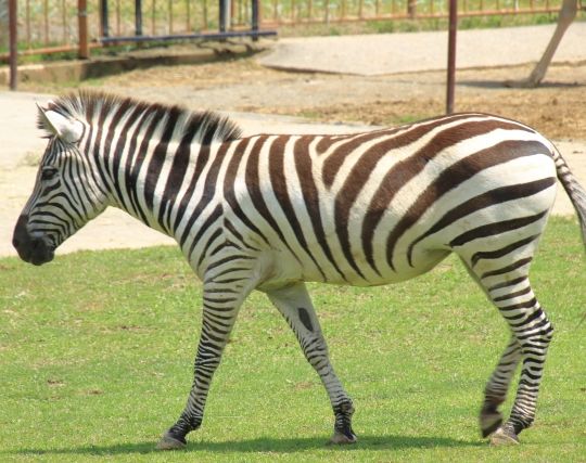 シマウマが現れて喜ぶ夢