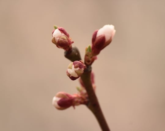 花のつぼみが印象的な夢