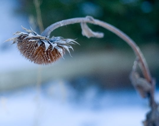 枯れた花を贈る夢