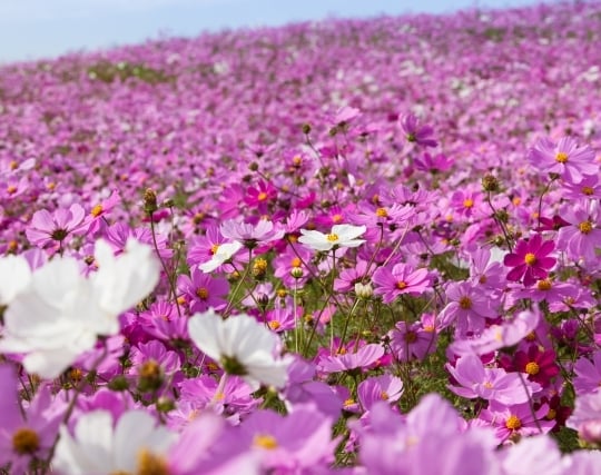 コスモスの花の夢