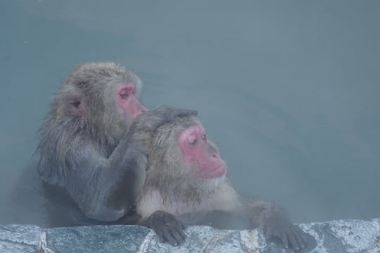 異性と温泉につかる夢