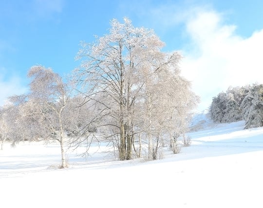 積もった新雪の夢