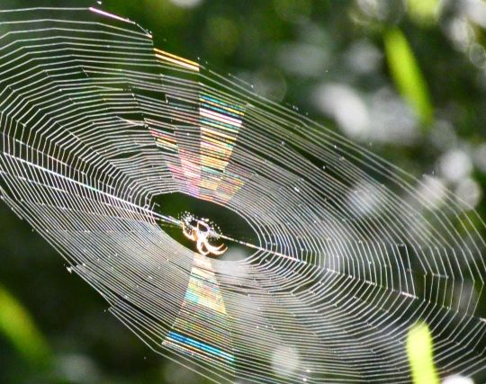 蜘蛛の巣が現れる夢