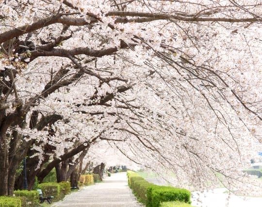 木に花が咲く夢