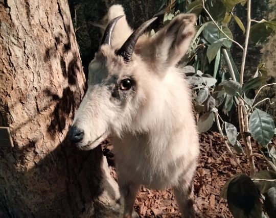 かわいいカモシカの夢